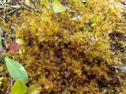 Attēlu rezultāti vaicājumam “Drepanocladus aduncus var. polycarpon”