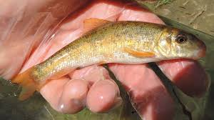 Image result for Catostomus commersonii