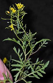 Attēlu rezultāti vaicājumam “Rorippa sylvestris leaf”