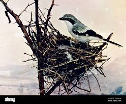 Attēlu rezultāti vaicājumam “Laniidae”