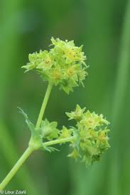 Attēlu rezultāti vaicājumam “Alchemilla vulgaris aggr. flower”
