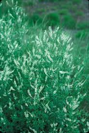 Attēlu rezultāti vaicājumam “Melilotus albus leaf”
