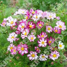 Image result for Cosmos bipinnatus