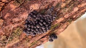 Attēlu rezultāti vaicājumam “Lycogala flavofuscum spores”