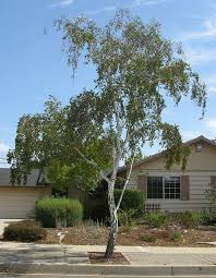 Attēlu rezultāti vaicājumam “Betula pendula”