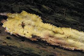 Attēlu rezultāti vaicājumam “Flaviporus citrinellus”