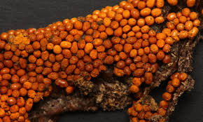 Attēlu rezultāti vaicājumam “Trichia contorta”