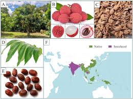 Image result for Litchi chinensis