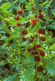Attēlu rezultāti vaicājumam “Chenopodium polyspermum fruit”