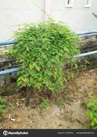 Attēlu rezultāti vaicājumam “Leguminosae”