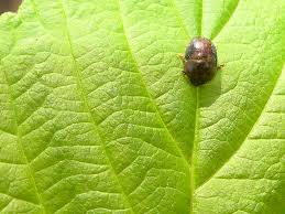 Attēlu rezultāti vaicājumam “Cychramus variegatus”