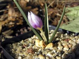 Attēlu rezultāti vaicājumam “Colchicum szovitsii subsp. szovitsii flower”