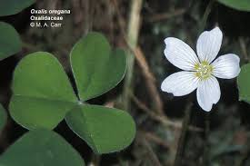 Attēlu rezultāti vaicājumam “Oxalidaceae”