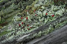 Attēlu rezultāti vaicājumam “Cladonia floerkeana”