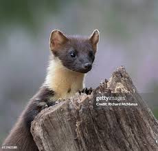 Attēlu rezultāti vaicājumam “Martes martes”