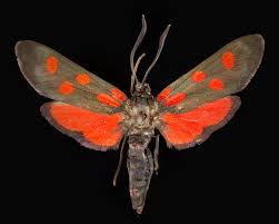 Attēlu rezultāti vaicājumam “Zygaena sp.”