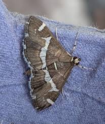 Attēlu rezultāti vaicājumam “Semioscopis avellanella imago”