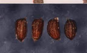 Attēlu rezultāti vaicājumam “Juncus gerardii bud”