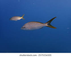 Image result for Ocyurus chrysurus