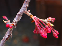 Attēlu rezultāti vaicājumam “Cerasus bud”