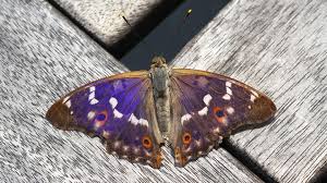 Attēlu rezultāti vaicājumam “Apatura ilia underside”