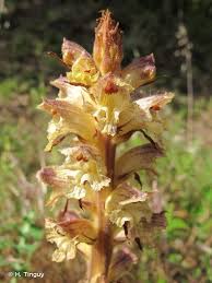 Attēlu rezultāti vaicājumam “Orobanche reticulata”