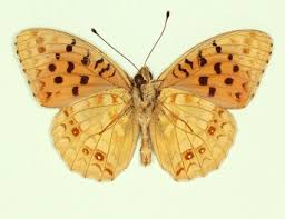 Attēlu rezultāti vaicājumam “Argynnis adippe”