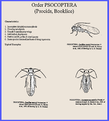 Attēlu rezultāti vaicājumam “Psocoptera”