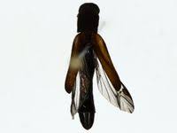 Attēlu rezultāti vaicājumam “Lymexylidae”