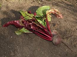Image result for Beta vulgaris