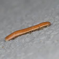 Attēlu rezultāti vaicājumam “Polyzonium germanicum”