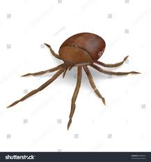 Attēlu rezultāti vaicājumam “Bryobia praetiosa”