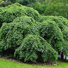 Attēlu rezultāti vaicājumam “Ulmus glabra”