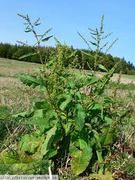 Attēlu rezultāti vaicājumam “Rumex obtusifolius”