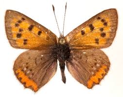 Attēlu rezultāti vaicājumam “Lycaena phlaeas”