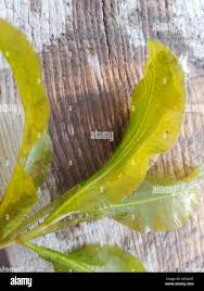 Attēlu rezultāti vaicājumam “Potamogeton lucens leaf”