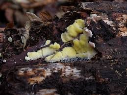 Attēlu rezultāti vaicājumam “Flaviporus citrinellus”