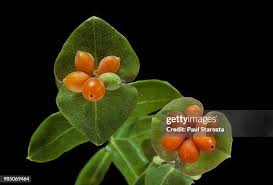Attēlu rezultāti vaicājumam “Lonicera caprifolium fruit”