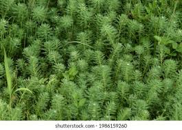 Attēlu rezultāti vaicājumam “Haloragaceae”