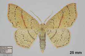 Attēlu rezultāti vaicājumam “Cyclophora punctaria”