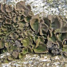 Attēlu rezultāti vaicājumam “Dermatocarpon luridum”