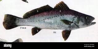 Image result for Argyrosomus coronus