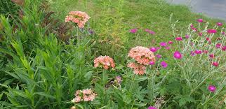 Image result for Lychnis chalcedonica `Dusky Salmon`