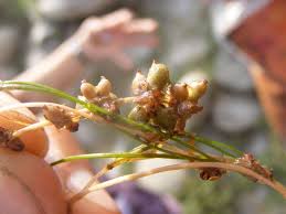 Attēlu rezultāti vaicājumam “Stuckenia filiformis bud”