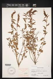 Attēlu rezultāti vaicājumam “Phleum phleoides fruit”