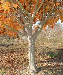 Attēlu rezultāti vaicājumam “Acer pseudosieboldianum”