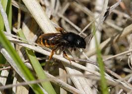 Attēlu rezultāti vaicājumam “Osmia bicolor”