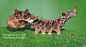 Attēlu rezultāti vaicājumam “Falcaria lacertinaria”