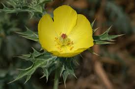 Attēlu rezultāti vaicājumam “Papaver argemone flower”