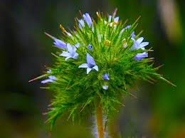 Attēlu rezultāti vaicājumam “Weissia squarrosa”